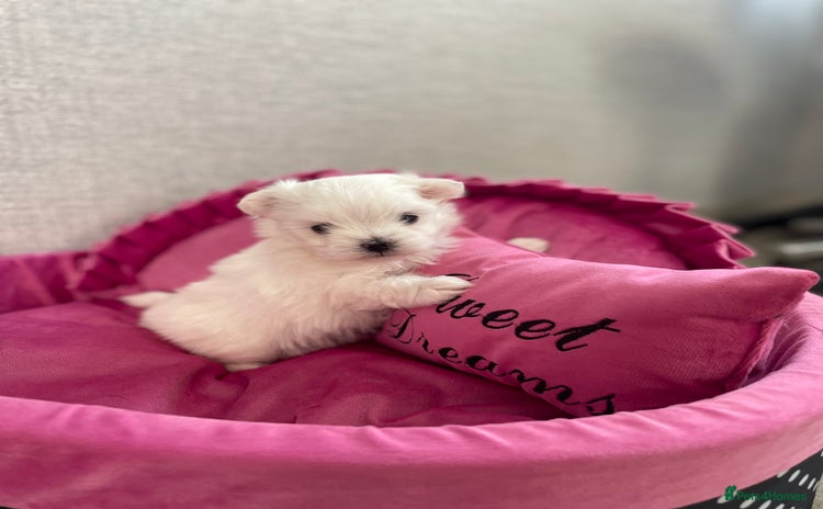 Maltese dogs - Advert 12