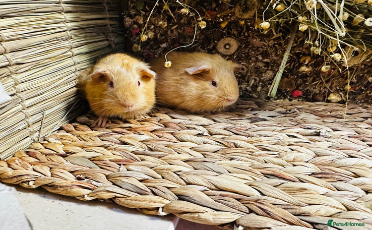 Guinea Pig rodents - Advert 16