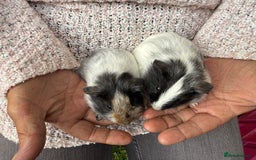 Guinea Pig rodents for sale: Beautiful baby guinea pigs  - Image 2