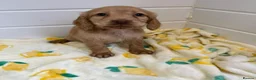 Cocker Spaniel dogs for sale: Cocker spaniel puppies  in Birmingham - Advert 5