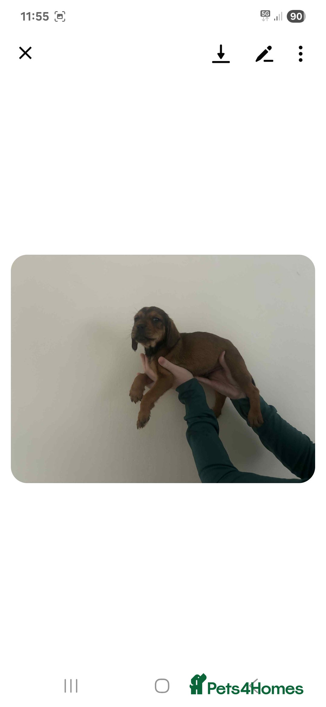 Mixed Breed dogs for sale: Lovely cocker spaniel x - Image 6