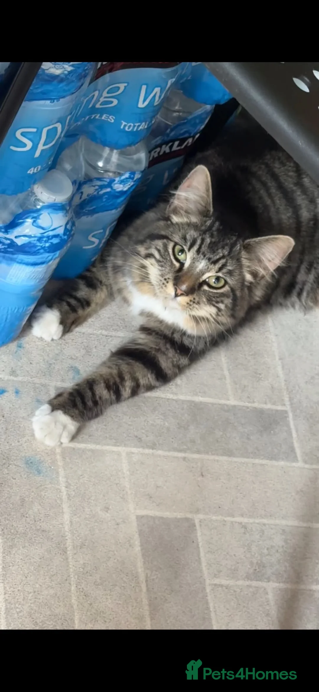 Mixed Breed cats for sale: Long hair 7 month old tabby  - Advert 1