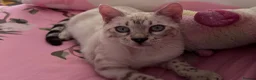 Bengal cats for sale: Our blue eyed girl  - Advert 4