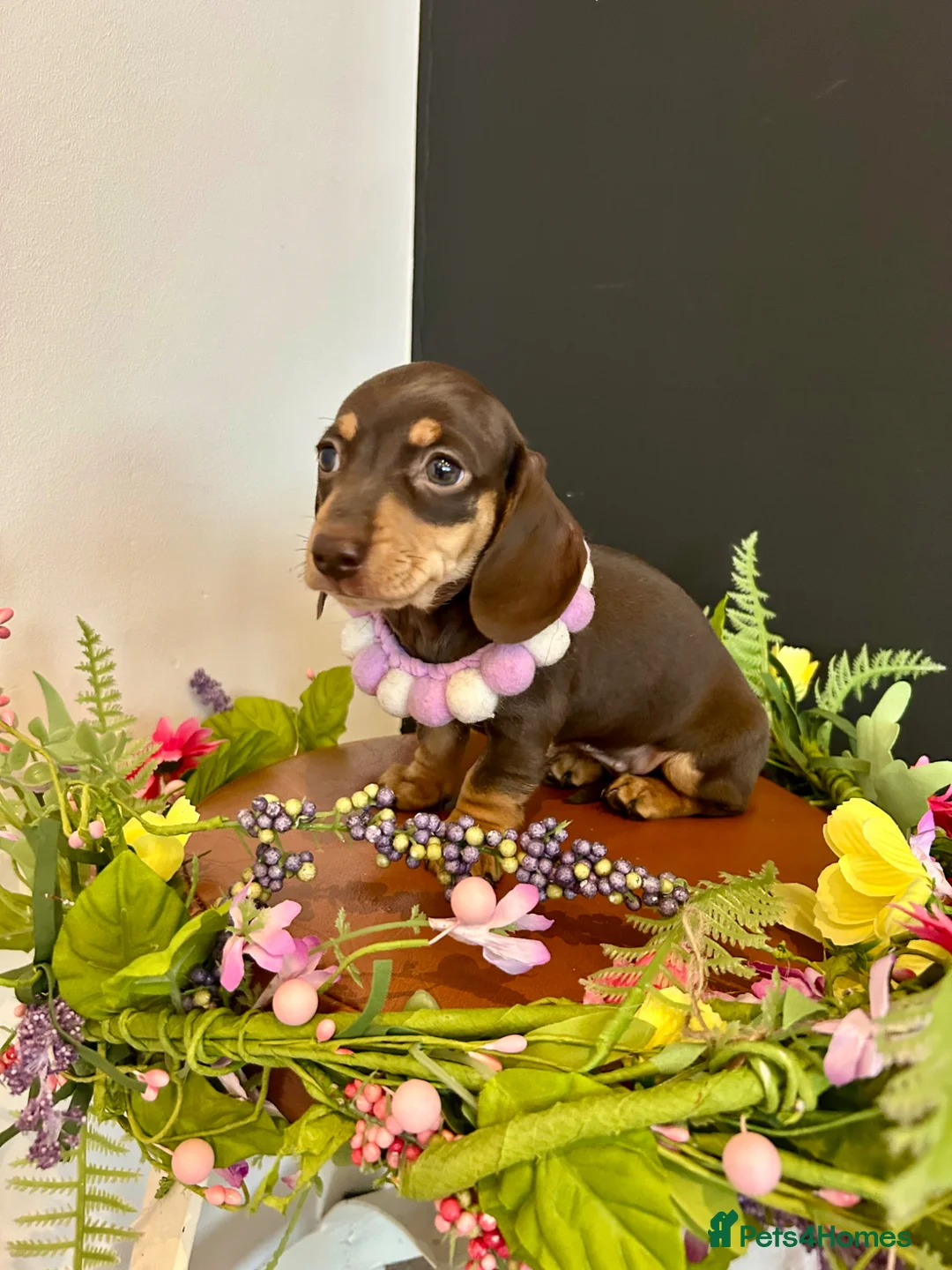 Miniature Dachshund dogs for stud: Black & Cream Smooth Stud  - Advert 22