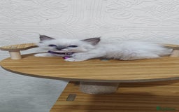 Ragdoll cats for sale: Cute Ragdoll Kittens for Sale - Image 8