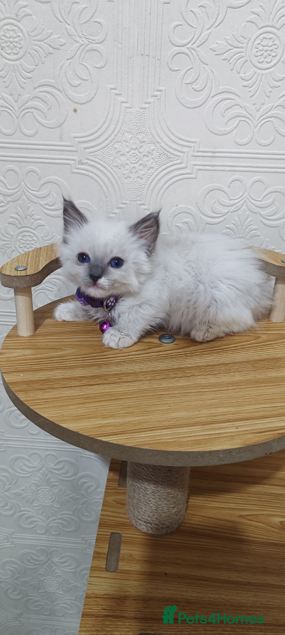 Ragdoll cats for sale: Cute Ragdoll Kittens for Sale - Image 8