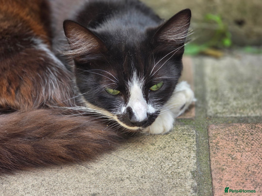 Mixed Breed cats for sale: Kittens for sale (NEED GONE ASAP) - Image 10