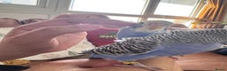 Budgerigars birds for sale: TCB, BW, Spilt BF ,spilt helicopter baby budgies  - Advert 4