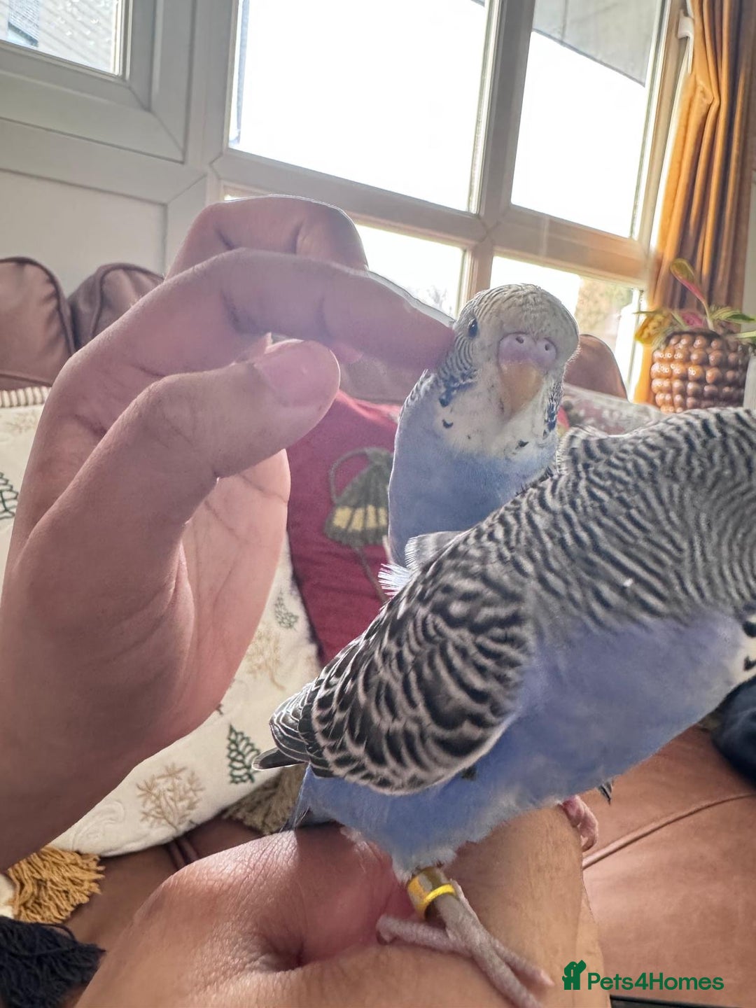 Budgerigars birds for sale: TCB, BW, Spilt BF ,spilt helicopter baby budgies  - Advert 4