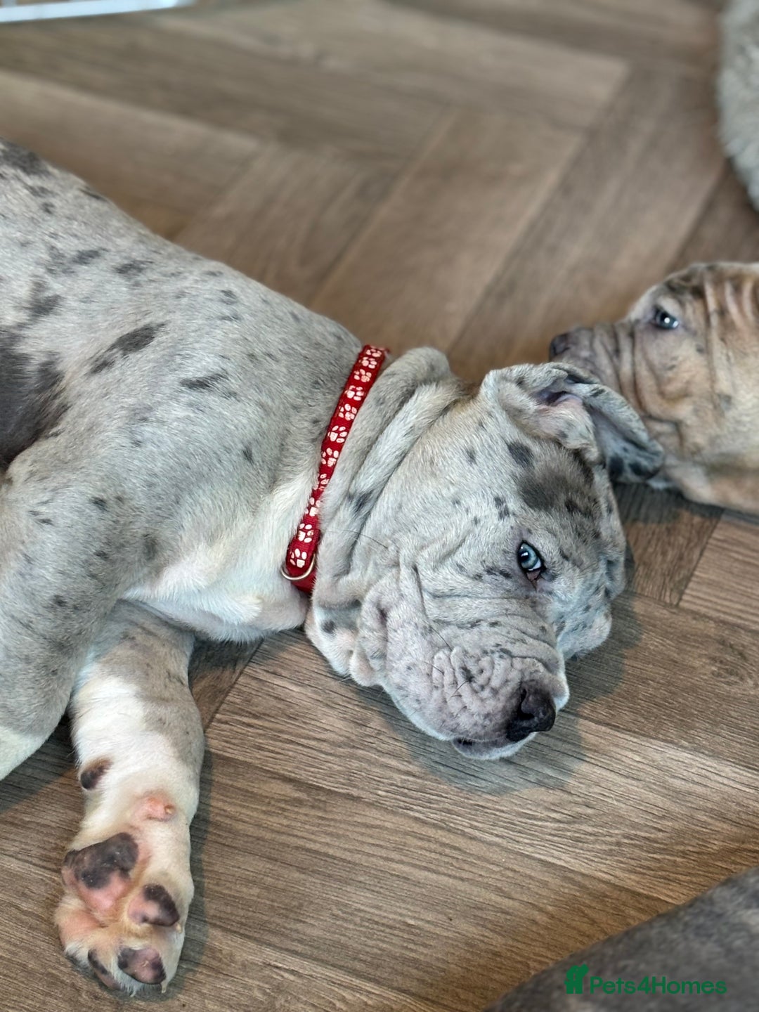 Neapolitan Mastiff dogs for sale: Mastiffs - Advert 9