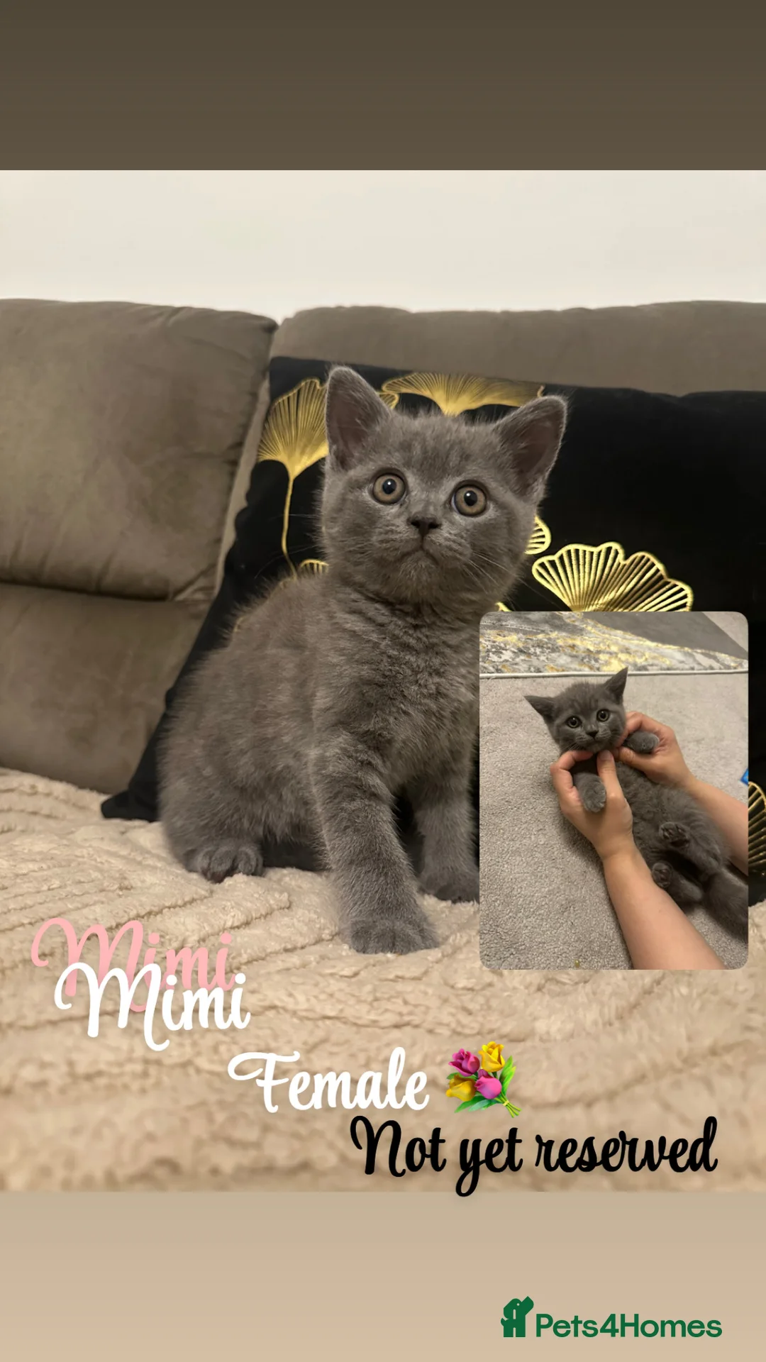 British Shorthair cats for sale: Grey bsh baby  - Advert 1