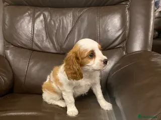 Cavapoo dogs Cavapoo puppies - Advert 5
