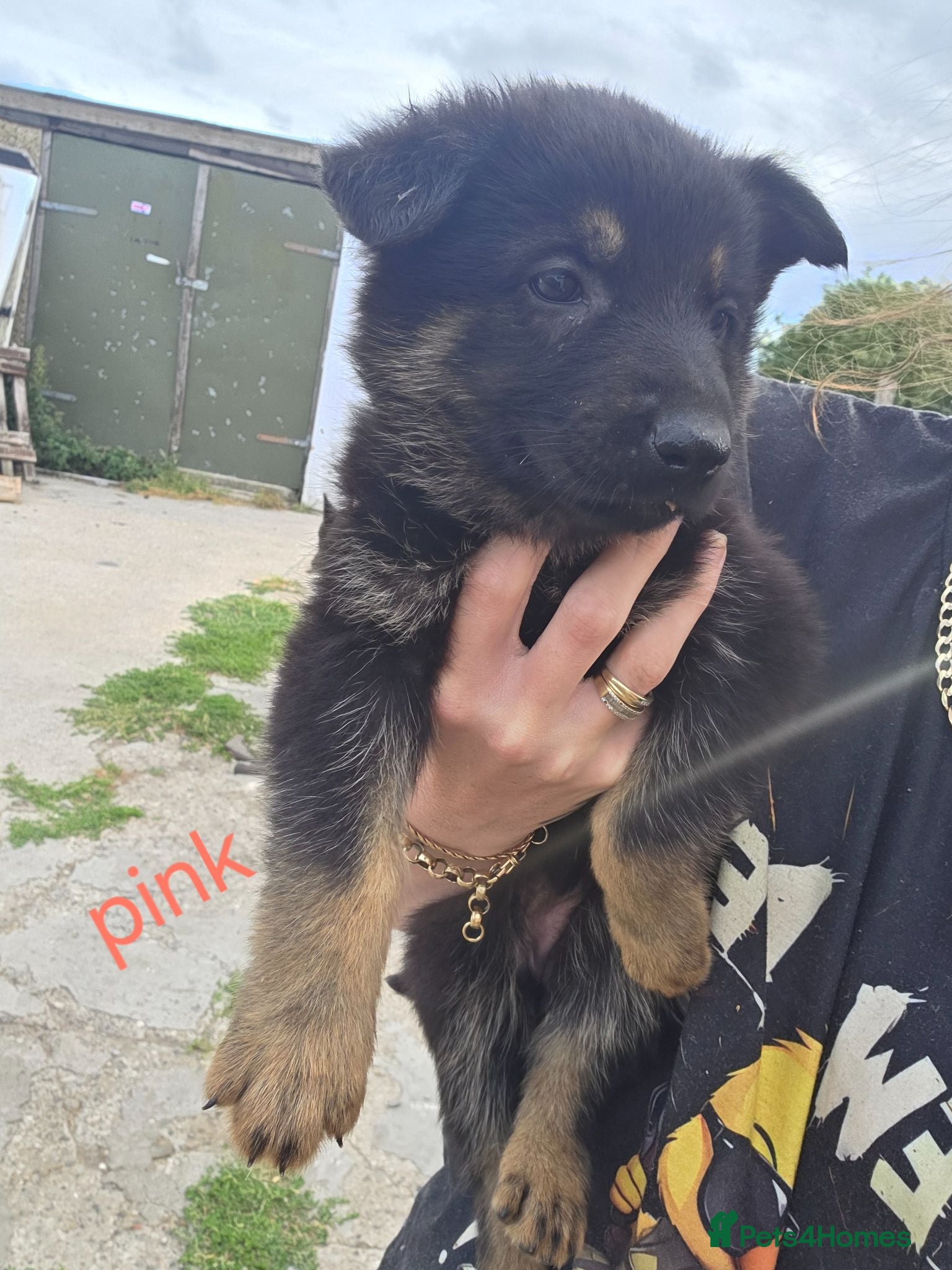 German Shepherd dogs German shepherd pups in HULL - Advert 17
