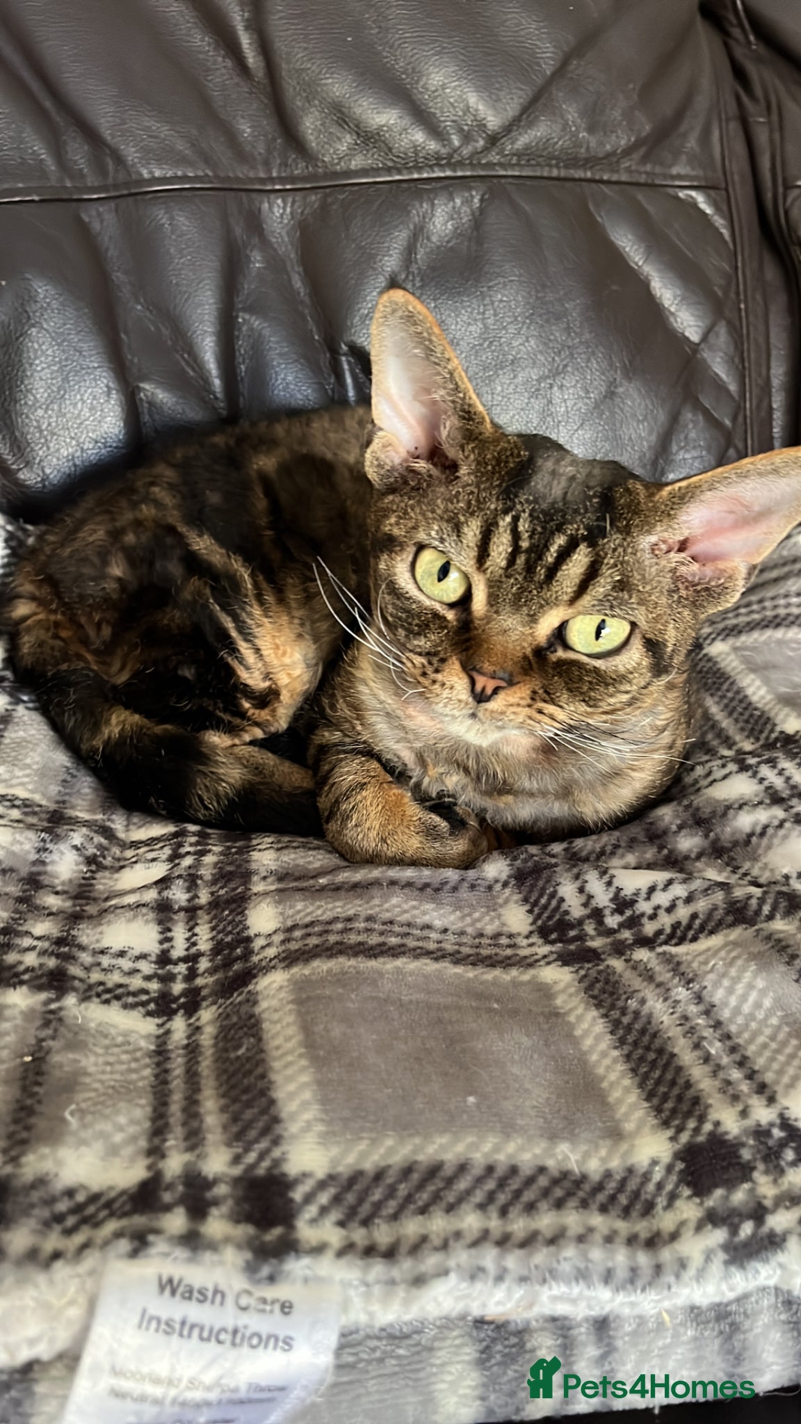 Devon Rex cats for sale: Lovely Devon Rex Kitten is looking for parents  - Advert 11