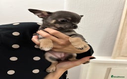Chihuahua dogs for sale: Pure bred Chihuahua puppies - Image 14