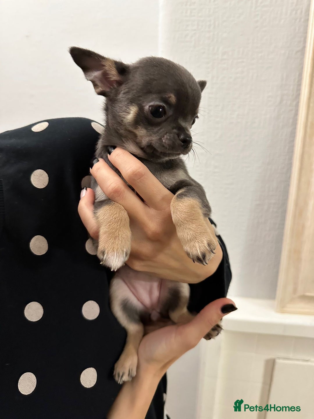 Chihuahua dogs for sale: Pure bred Chihuahua puppies - Image 14