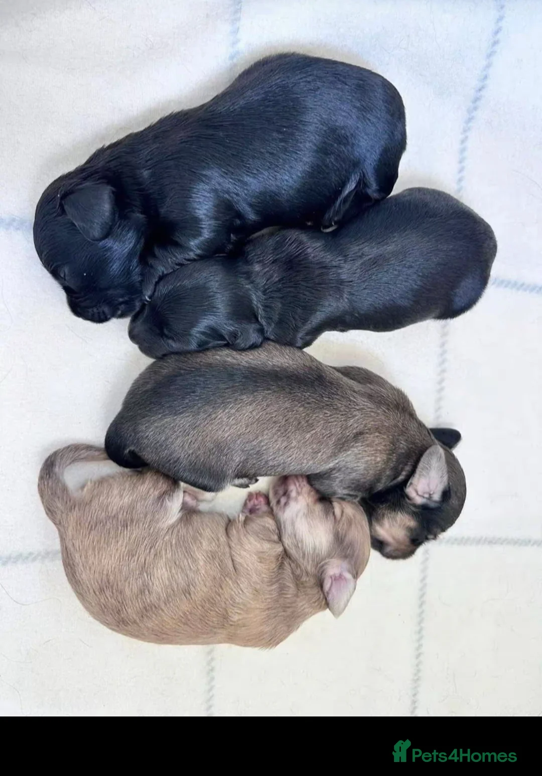 Miniature Dachshund dogs for sale: Stunning Litter of Mniature Dachshund Puppies - Advert 7