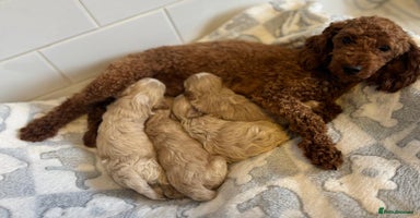 Maltipoo dogs - Advert 3