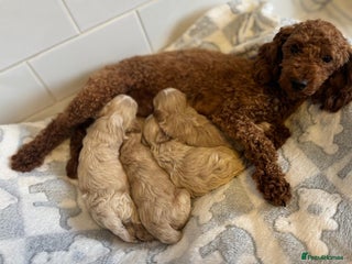 Maltipoo dogs - Advert 9