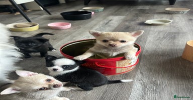 Pomeranian dogs - Advert 10
