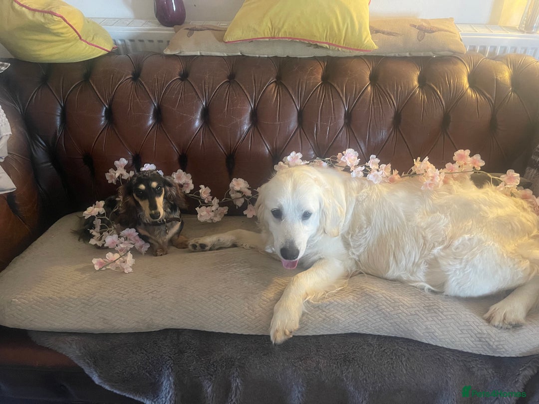 Golden Retriever dogs for sale: Full health tested golden retriever pups  - Image 8
