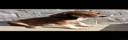 Lurcher dogs for sale: Pure breed lurcher puppies - Advert 3