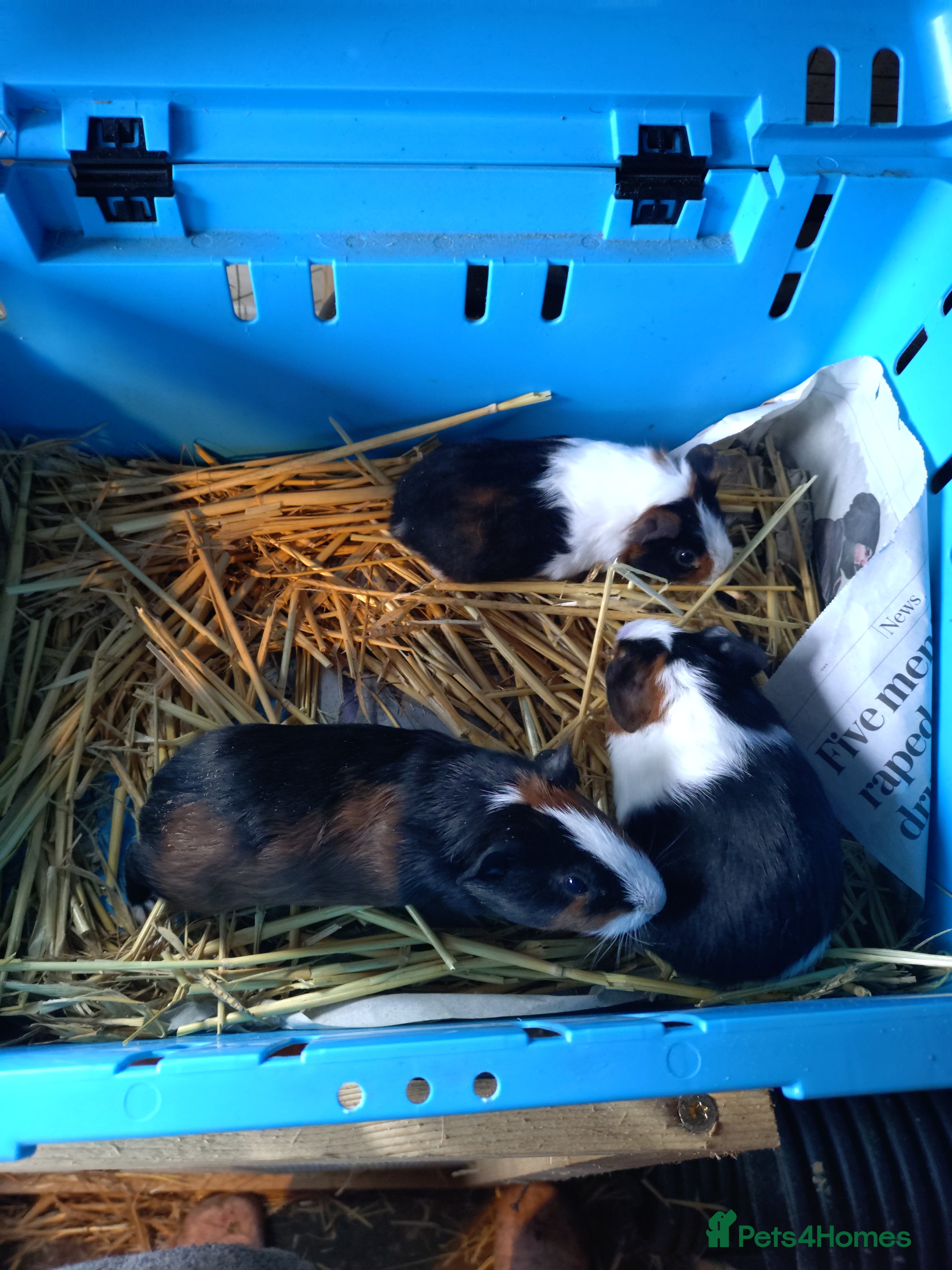 Guinea Pig rodents Baby male guinea pigs  - Advert 1