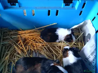 Guinea Pig rodents Baby male guinea pigs - Advert 1