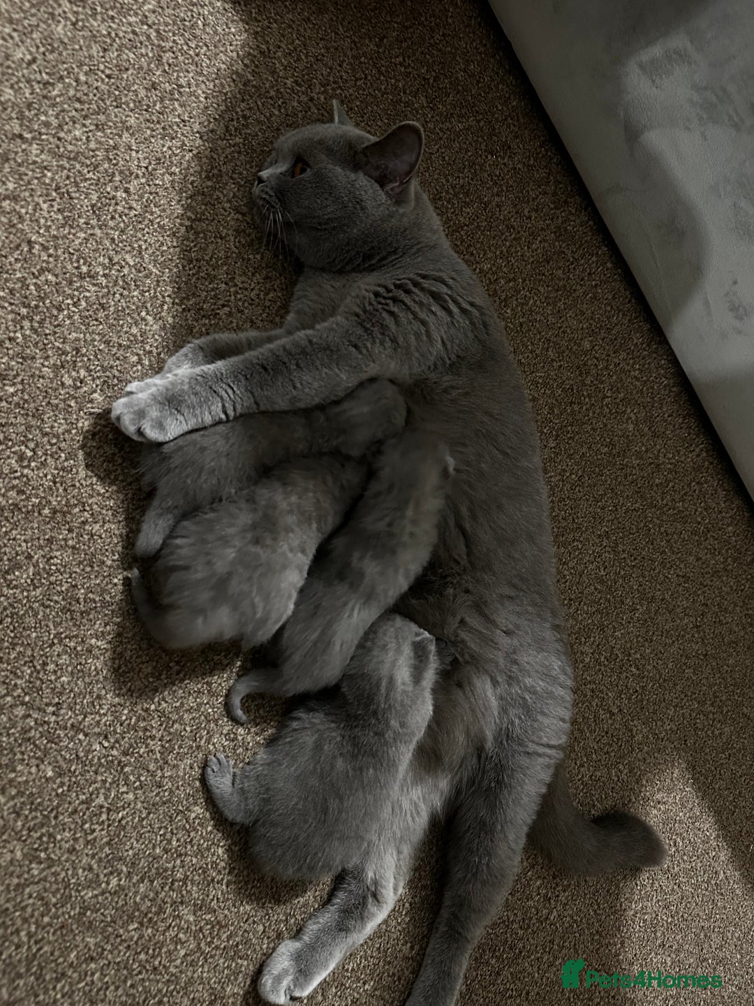 British Shorthair cats for stud: Cat for stunning in Rugby - Image 12