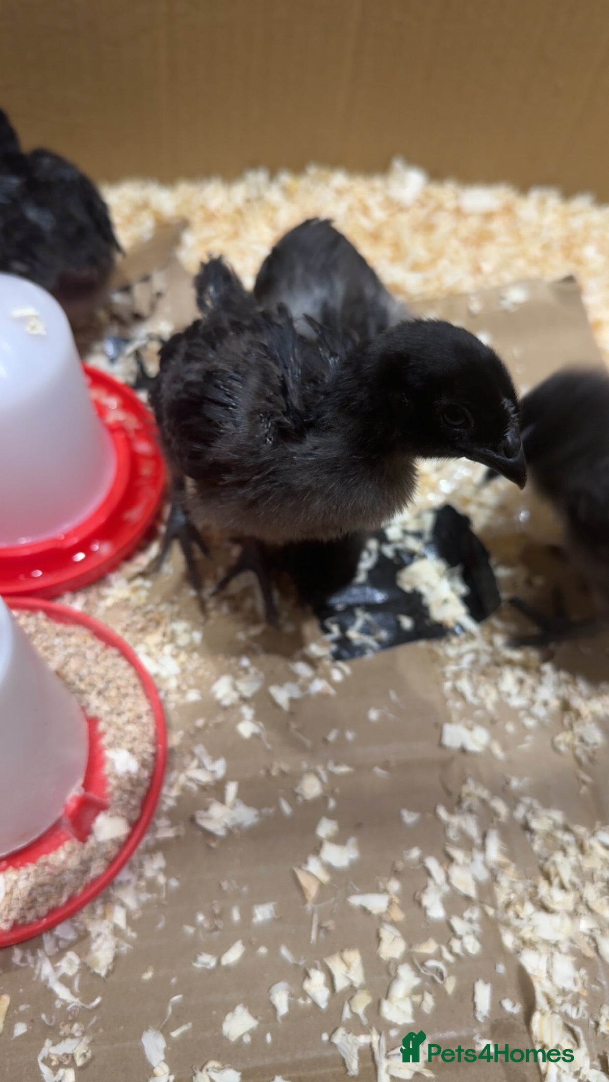 Chickens poultry Rare Purebred baby ayam cemanis for sale - Advert 9