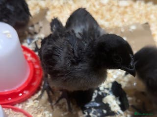 Chickens poultry Rare Purebred baby ayam cemanis for sale - Advert 9