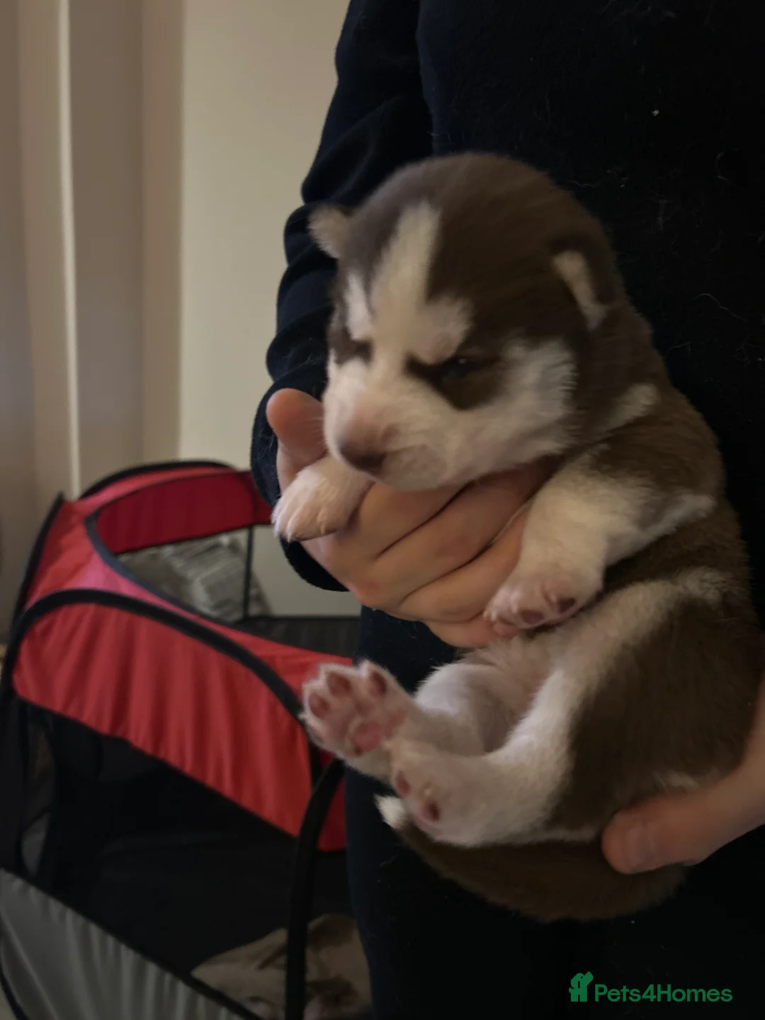 Siberian Husky dogs for sale: 5 huskies for sale - Advert 7