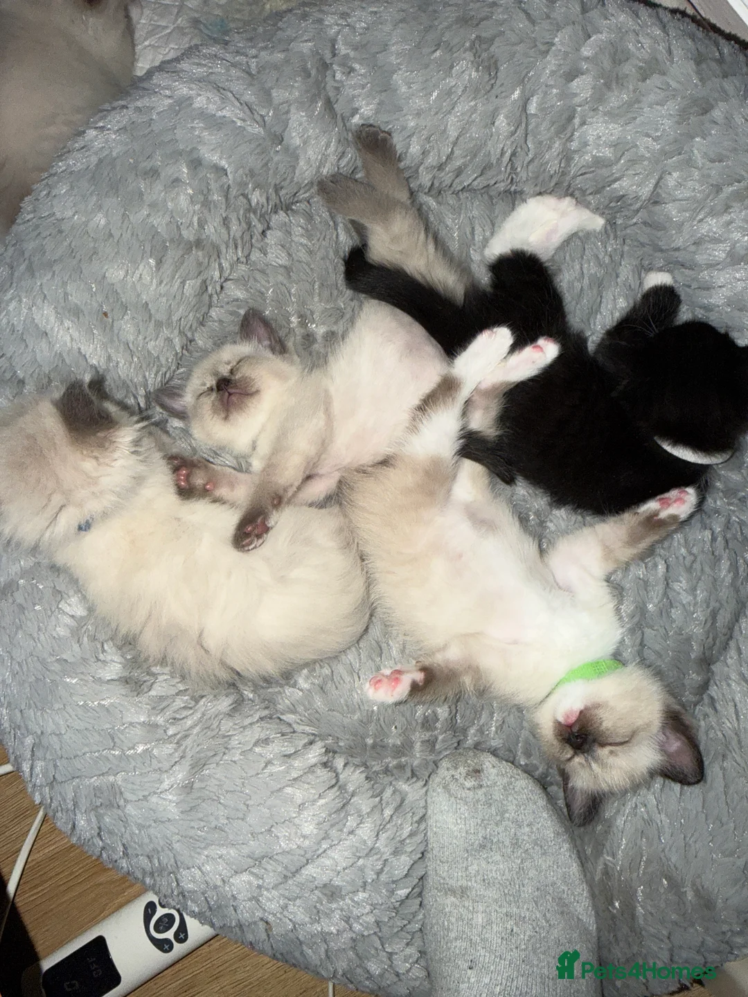 Ragdoll cats for sale: 5 beautiful ragdoll cross kittens available. - Advert 12