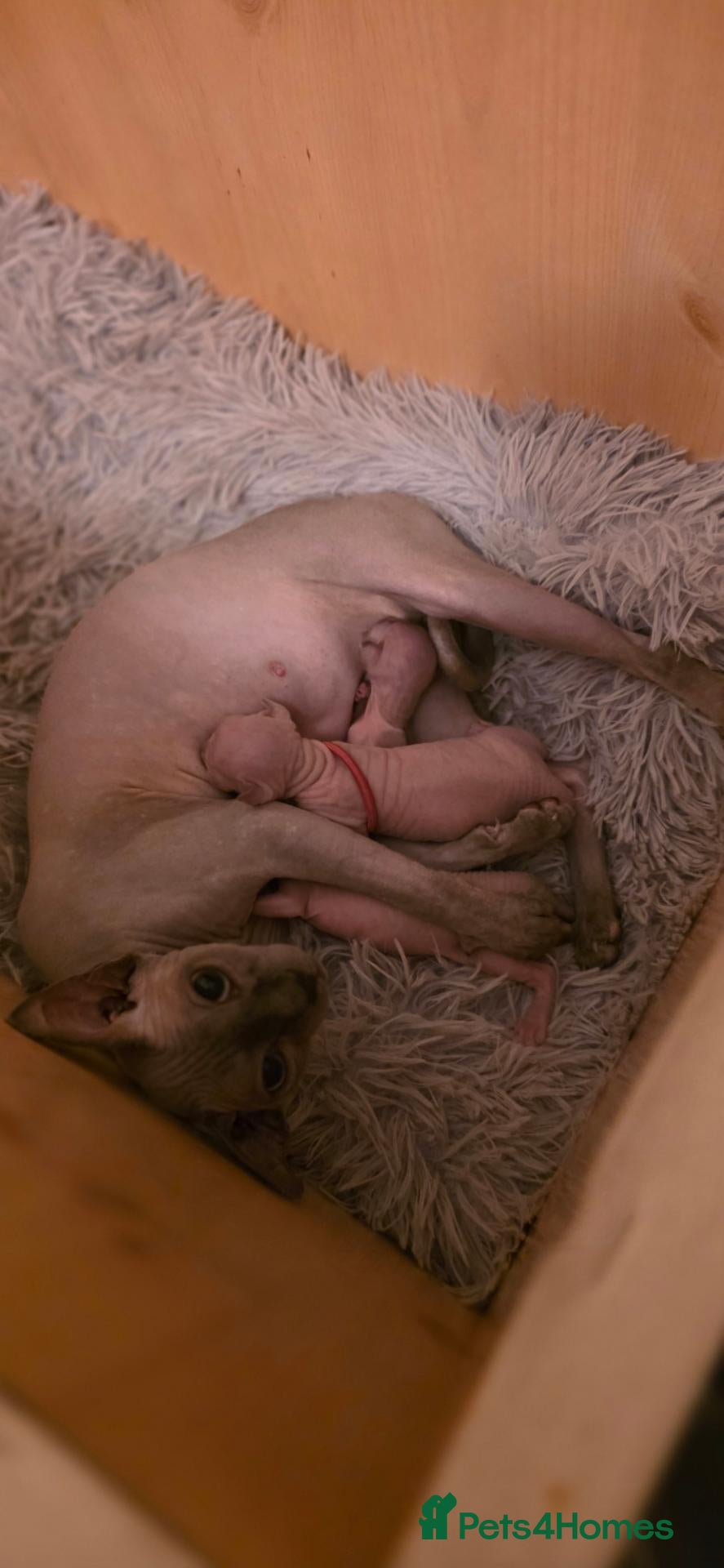 Sphynx cats Adorable Sphynx Kittens – 2 Males & 1 Female  - Advert 1