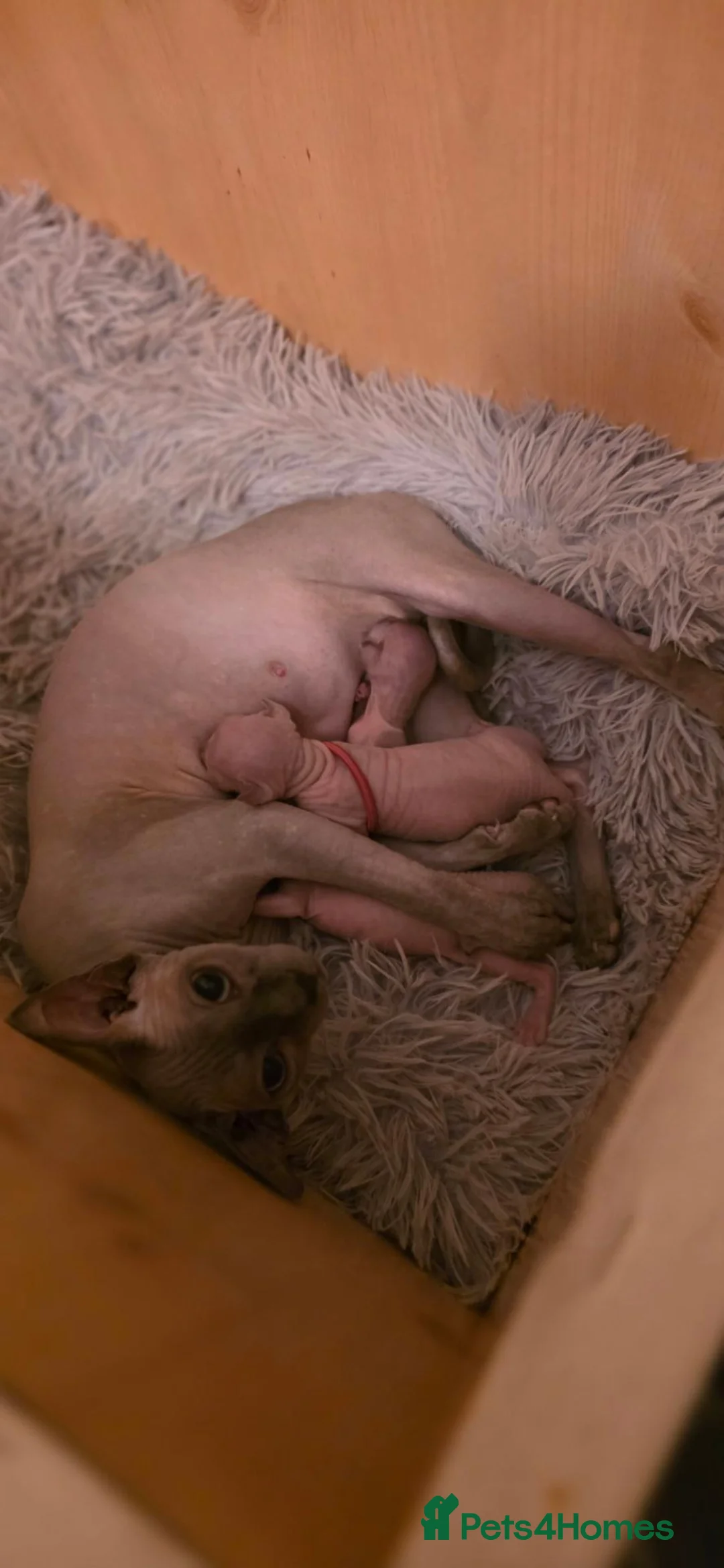 Sphynx cats for sale: Adorable Sphynx Kittens – 2 Males & 1 Female  - Advert 1