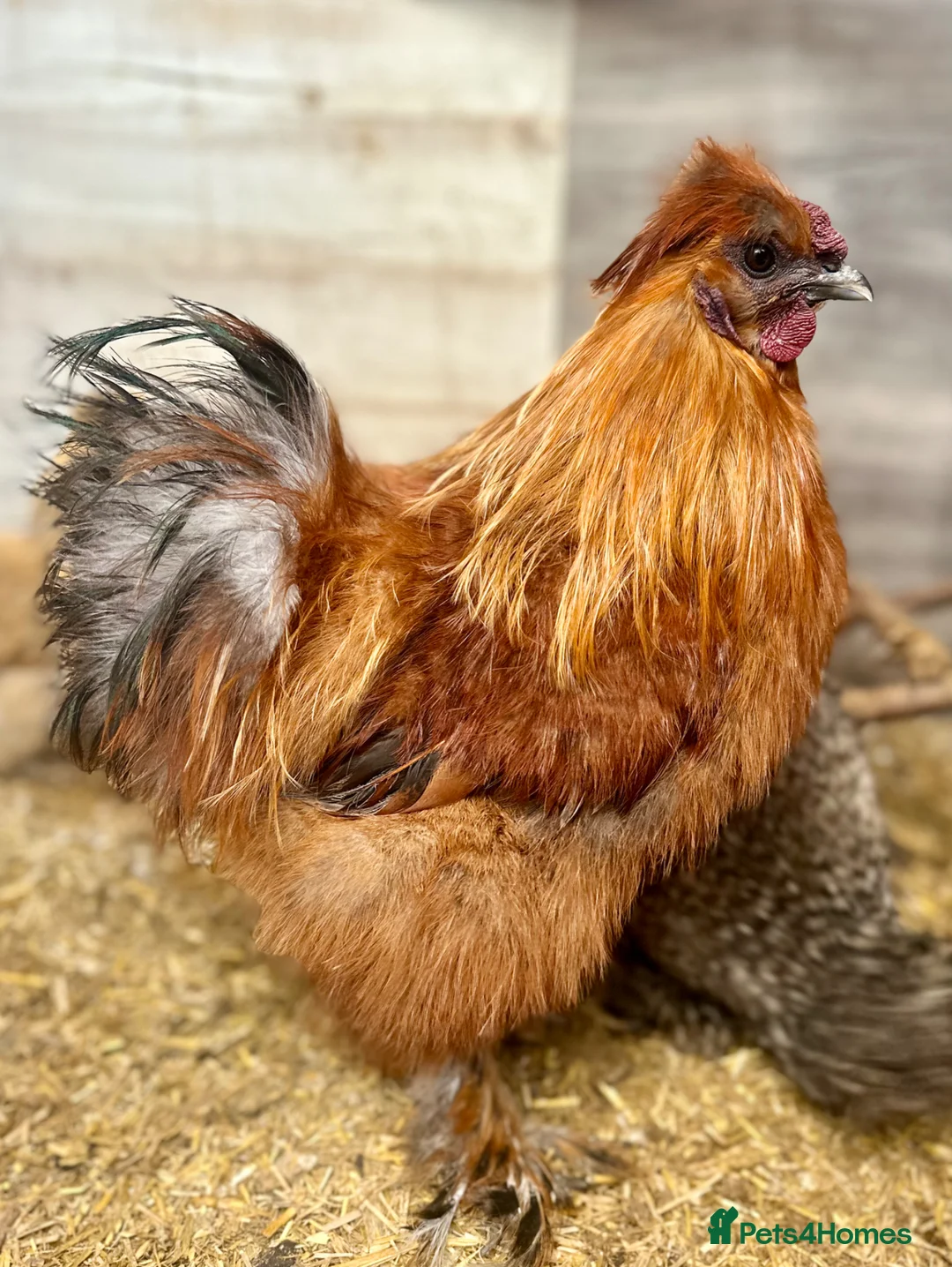 Chickens poultry for sale: 3 Beautiful Pure Breed Silkie Cockrels in Bedford - Advert 2