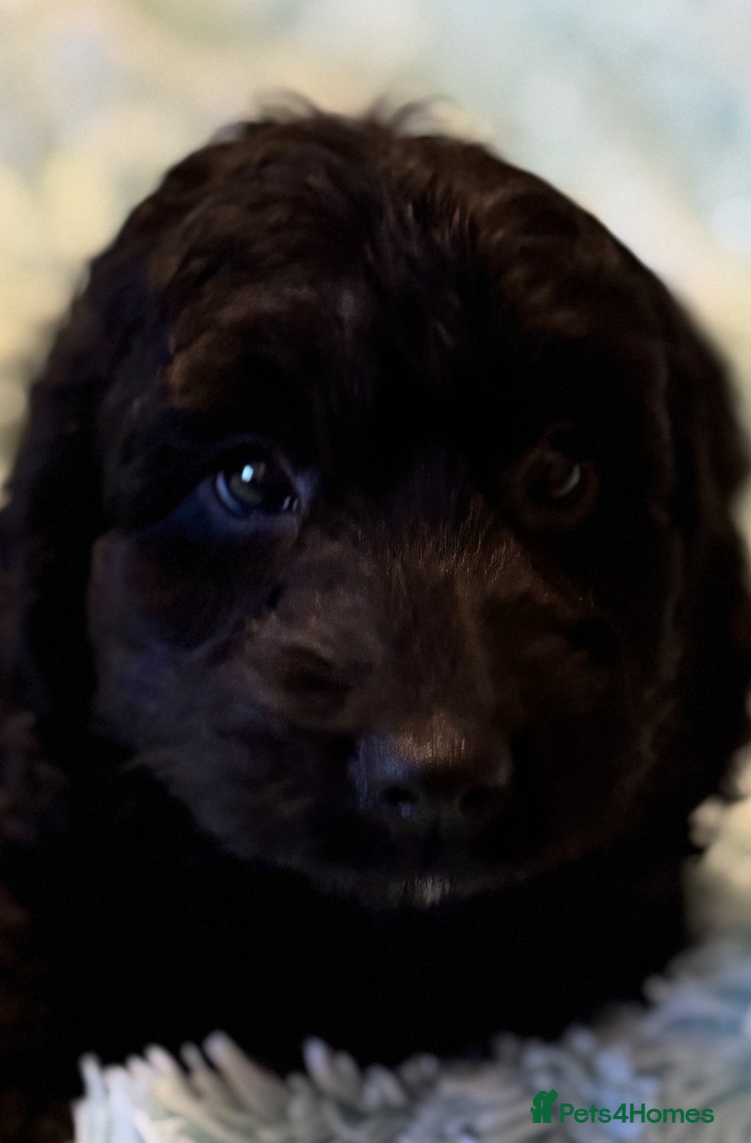 Cockapoo dogs for sale: Healthy Happy Stunning Cockapoo Puppies - Advert 18