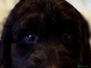 Cockapoo dogs Healthy Happy Stunning Cockapoo Puppies - Advert 8