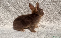 Rex rabbits for sale: stunning baby girl mini rex  - Image 4