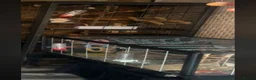 Rat rodents for sale: 6 Rats for rehoming:( - Advert 1