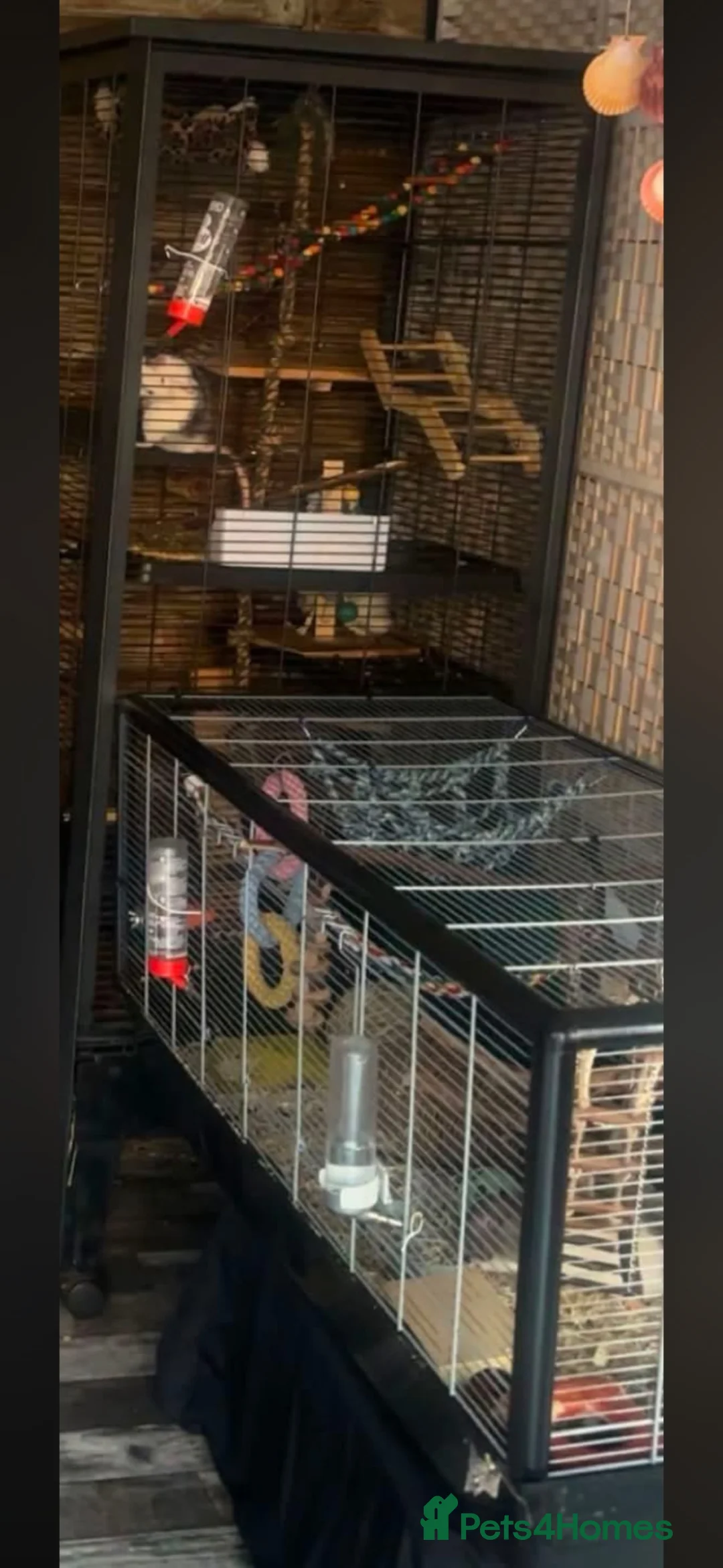 Rat rodents for sale: 6 Rats for rehoming:( - Advert 1