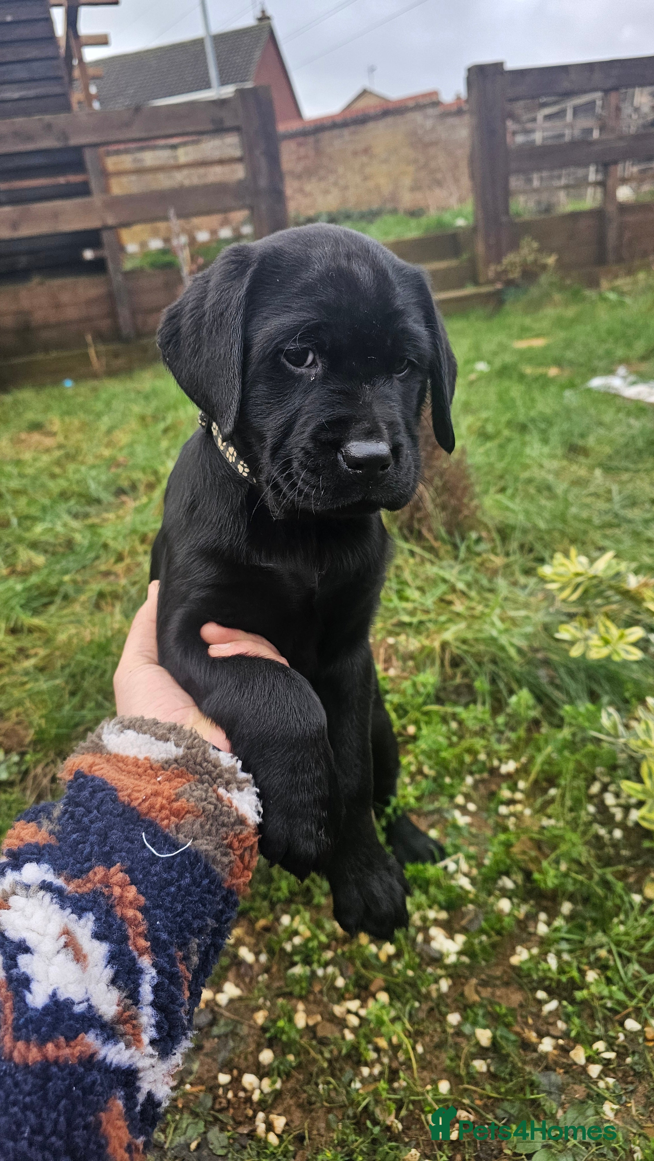 Labrador Retriever dogs Stunning 2 black females left Labradors puppies  - Advert 7