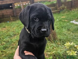 Labrador Retriever dogs Stunning 2 black females left Labradors puppies - Advert 1