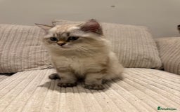 British Longhair cats for sale: British long hair  - Image 5