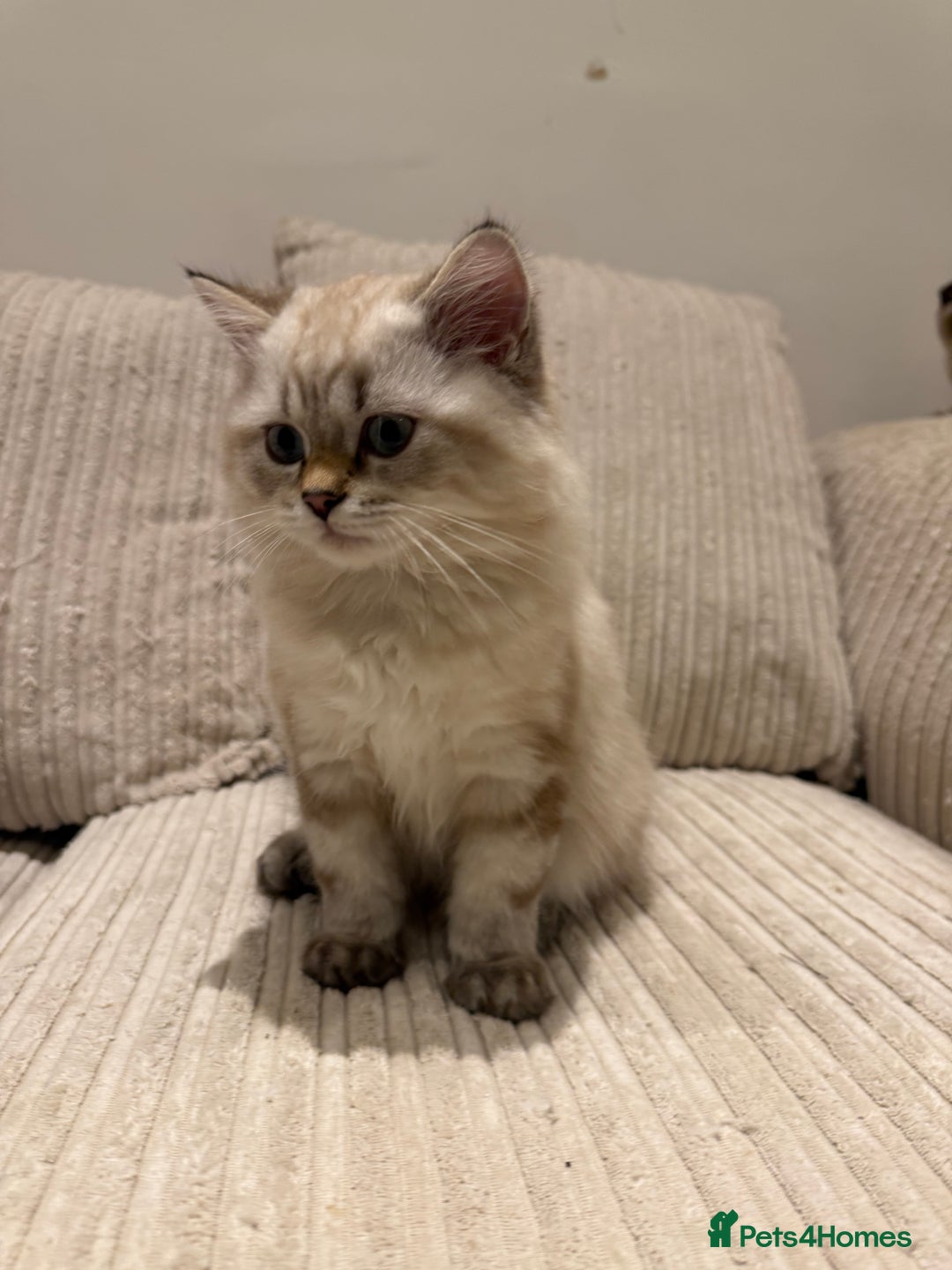 British Longhair cats for sale: British long hair  - Image 5