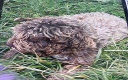 Cockapoo dogs for sale: My small cockpapoo - Image 19