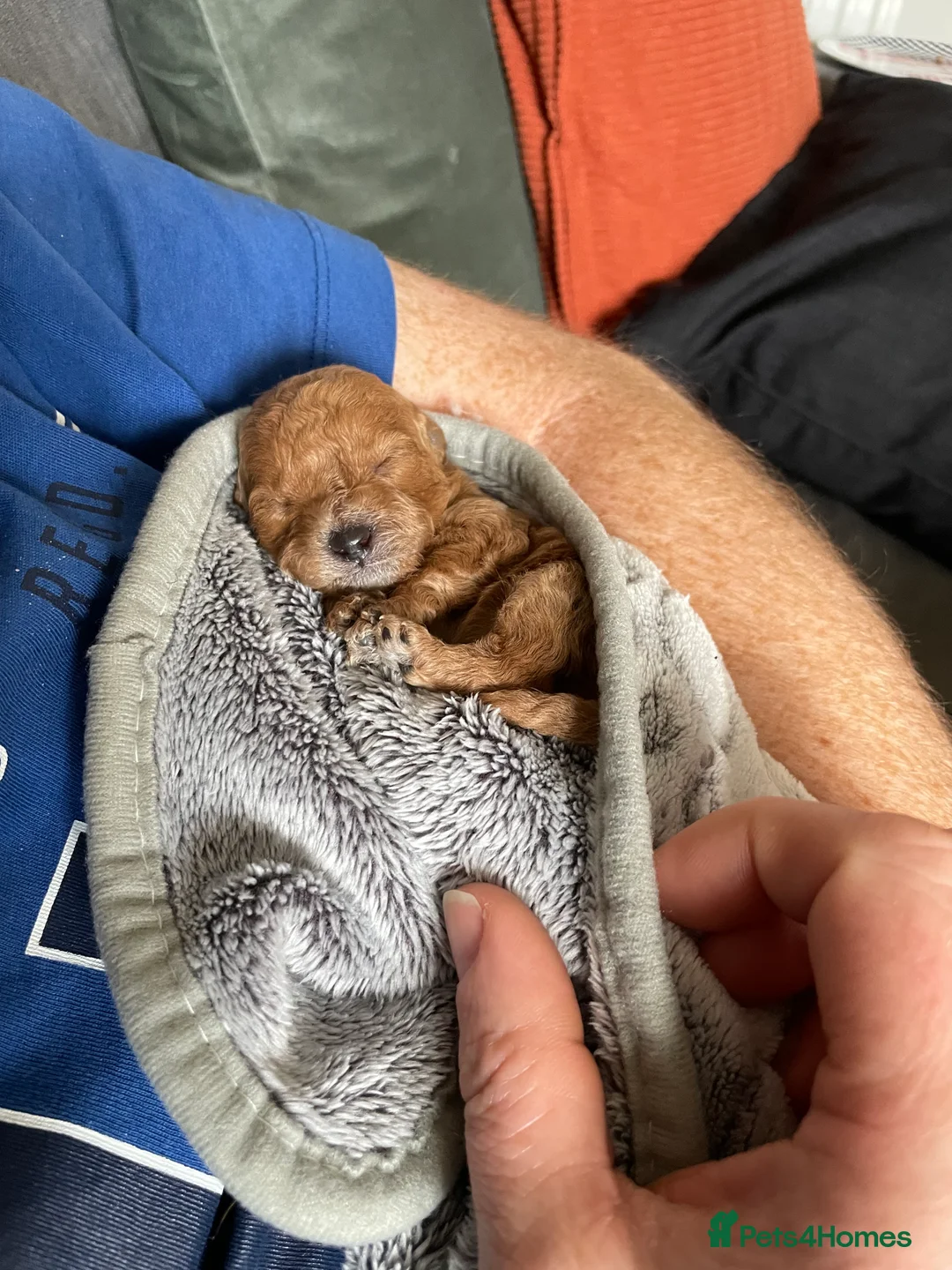 Toy Poodle dogs for sale: toy poodle puppies - Advert 3