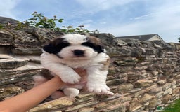Saint Bernard dogs for sale: Saint Bernard puppies. Ready to leave  - Image 2
