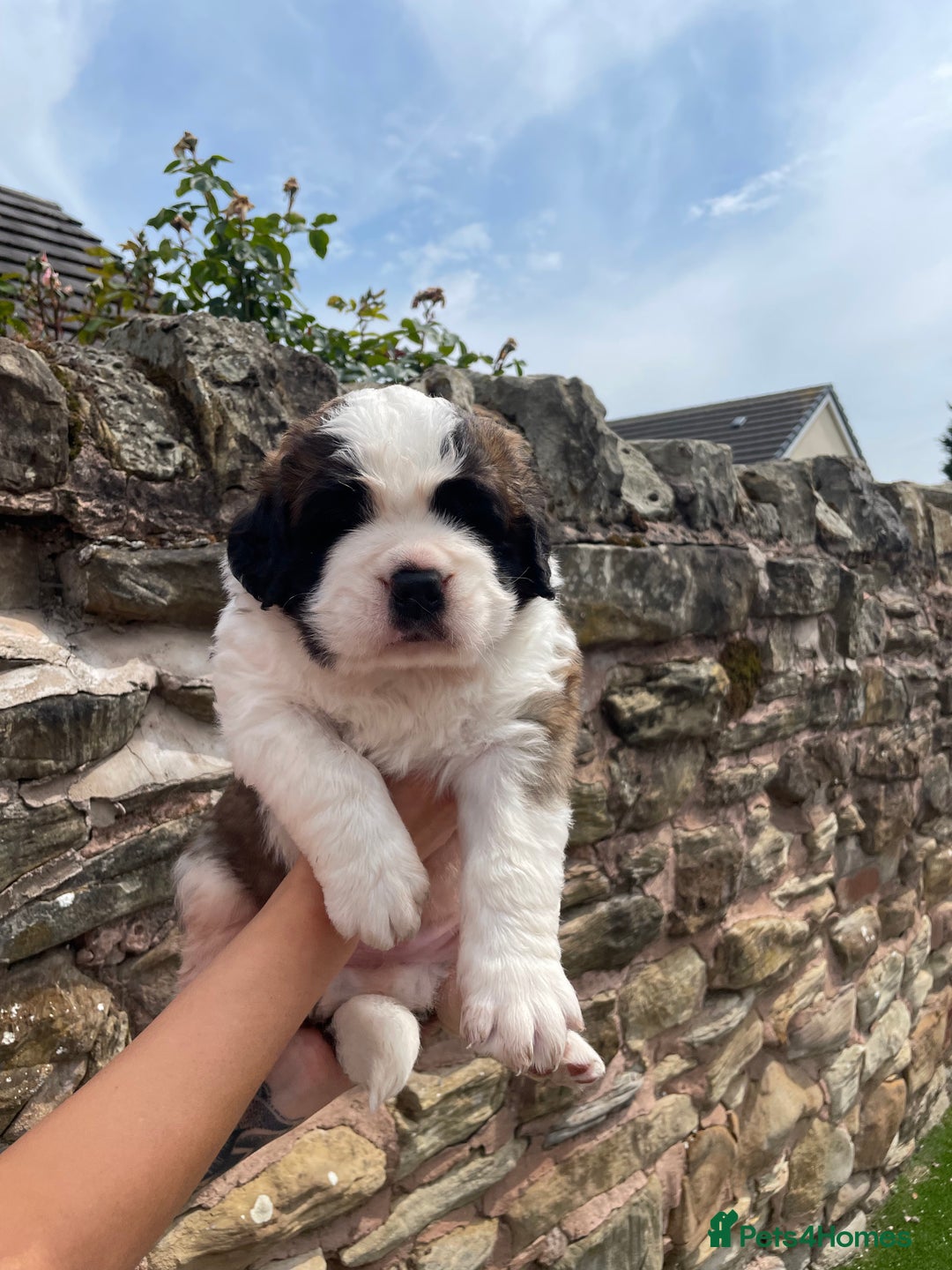 Saint Bernard dogs for sale: Saint Bernard puppies. Ready to leave  - Image 2
