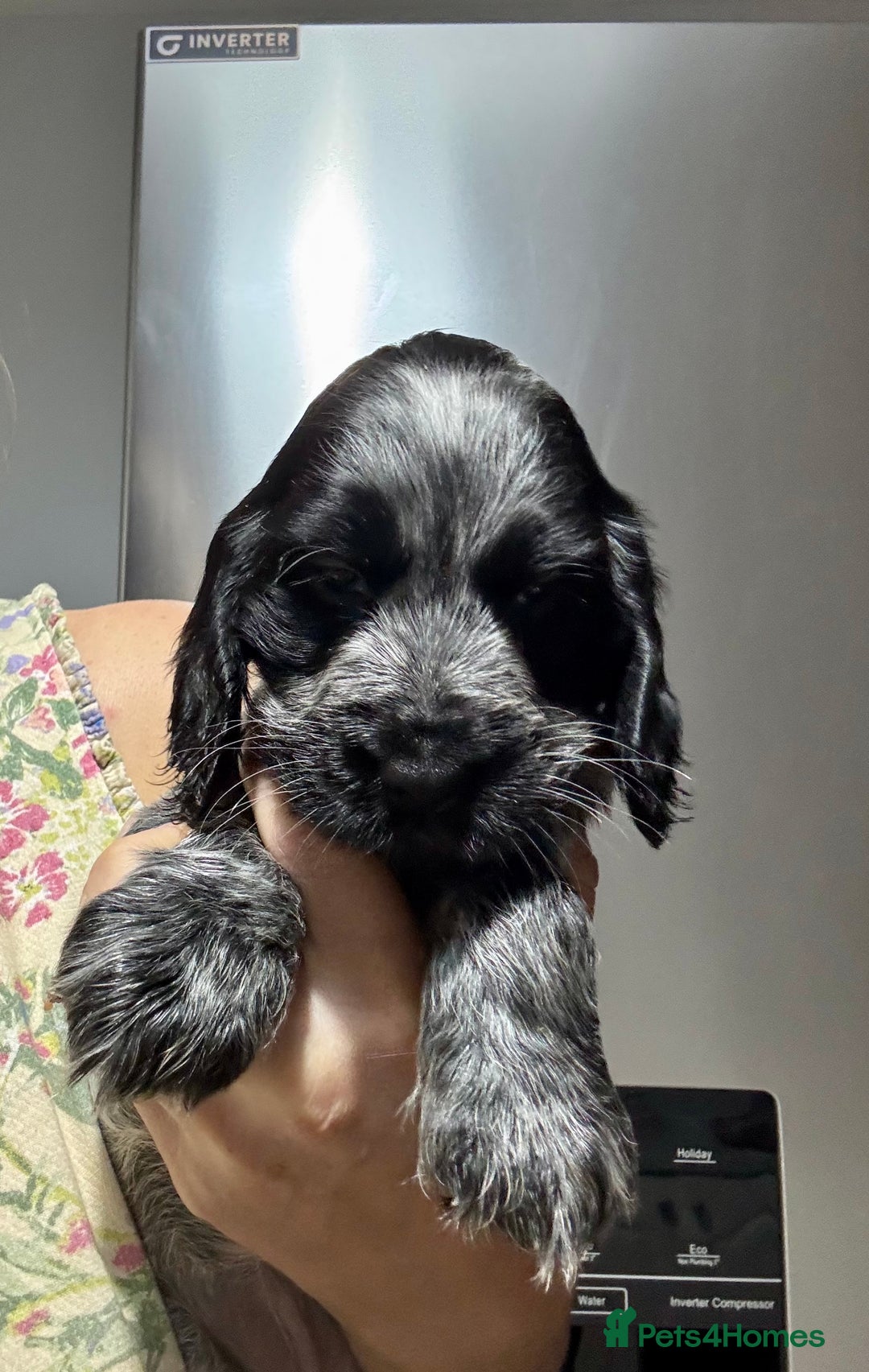 Cocker Spaniel dogs for sale: Show cocker spaniel puppies - Advert 4